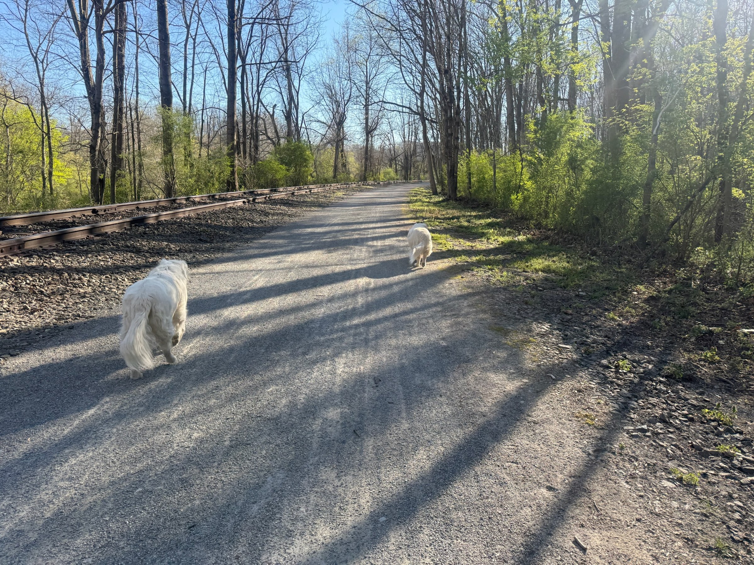 Dogs on the Heritage Rail Trail, New Freedom, PA