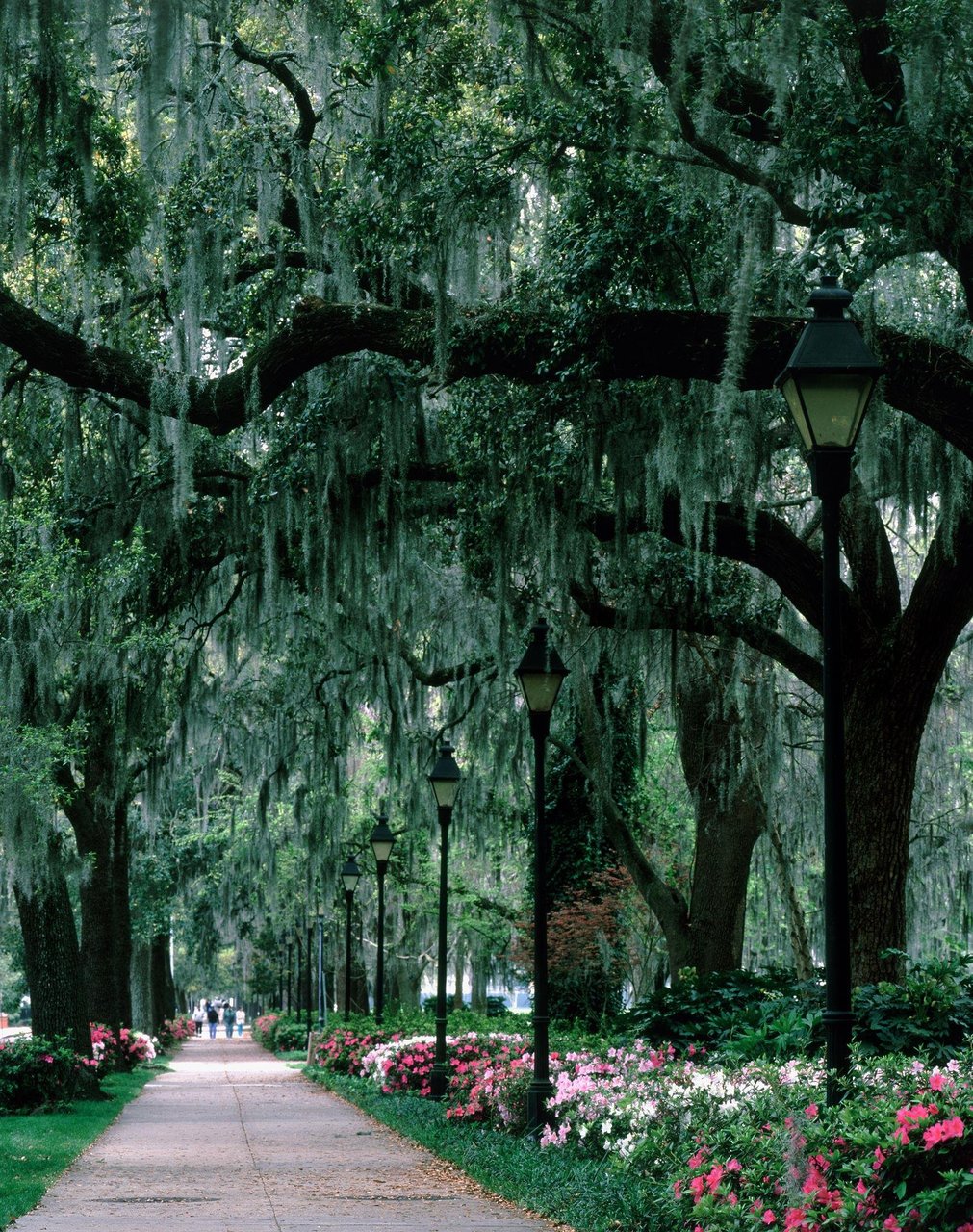 Forsyth Park lamp-lined path