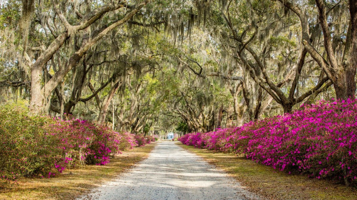 Bonaventure Cemetery azalea path